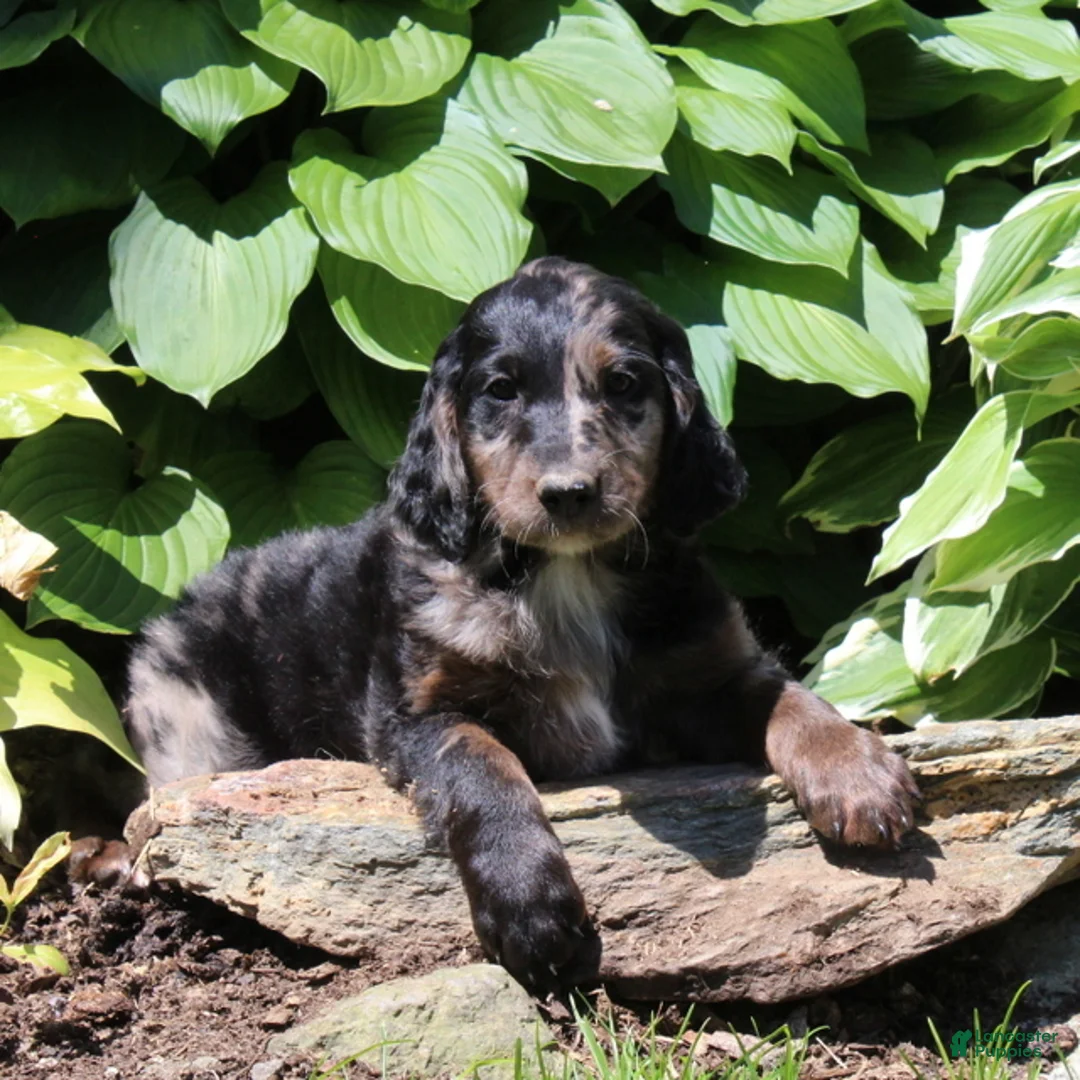 Irish Doodle dogs for sale: Megan - Ad 3