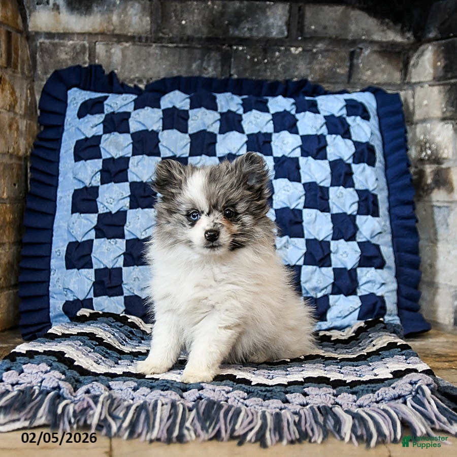 Pomeranian dogs Hazel - Ad 2