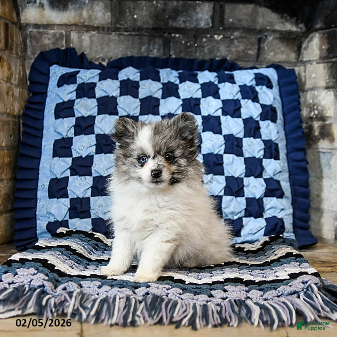 Pomeranian dogs for sale: Hazel - Ad 2