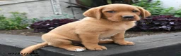 Labrador Retriever dogs for sale: Bear - Ad 3