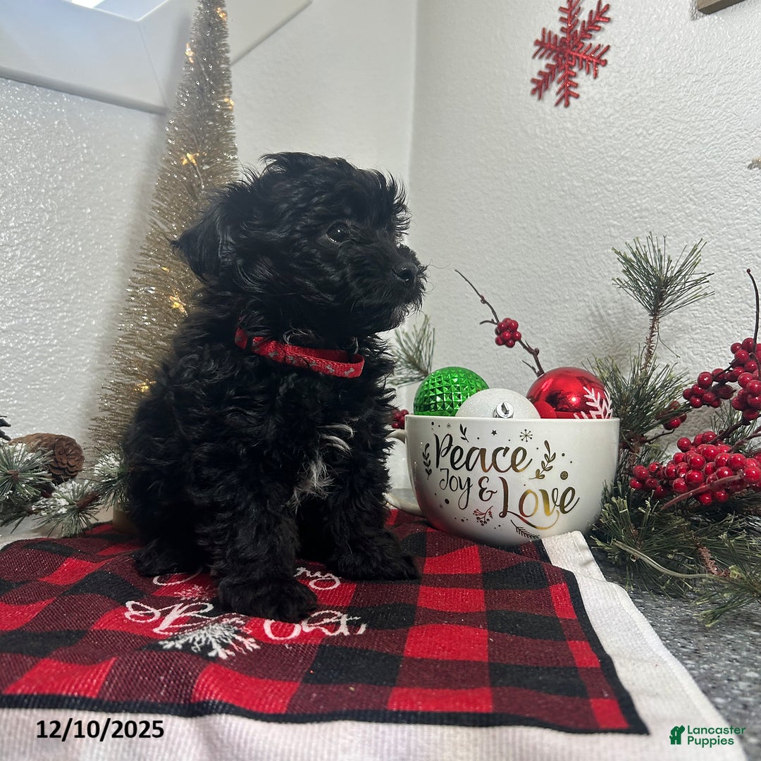 Mixed Breed dogs for sale: Bridget - Ad 4