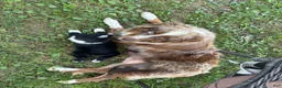 Australian Shepherd dogs for sale: Australian Shepherd 6 - Ad 2