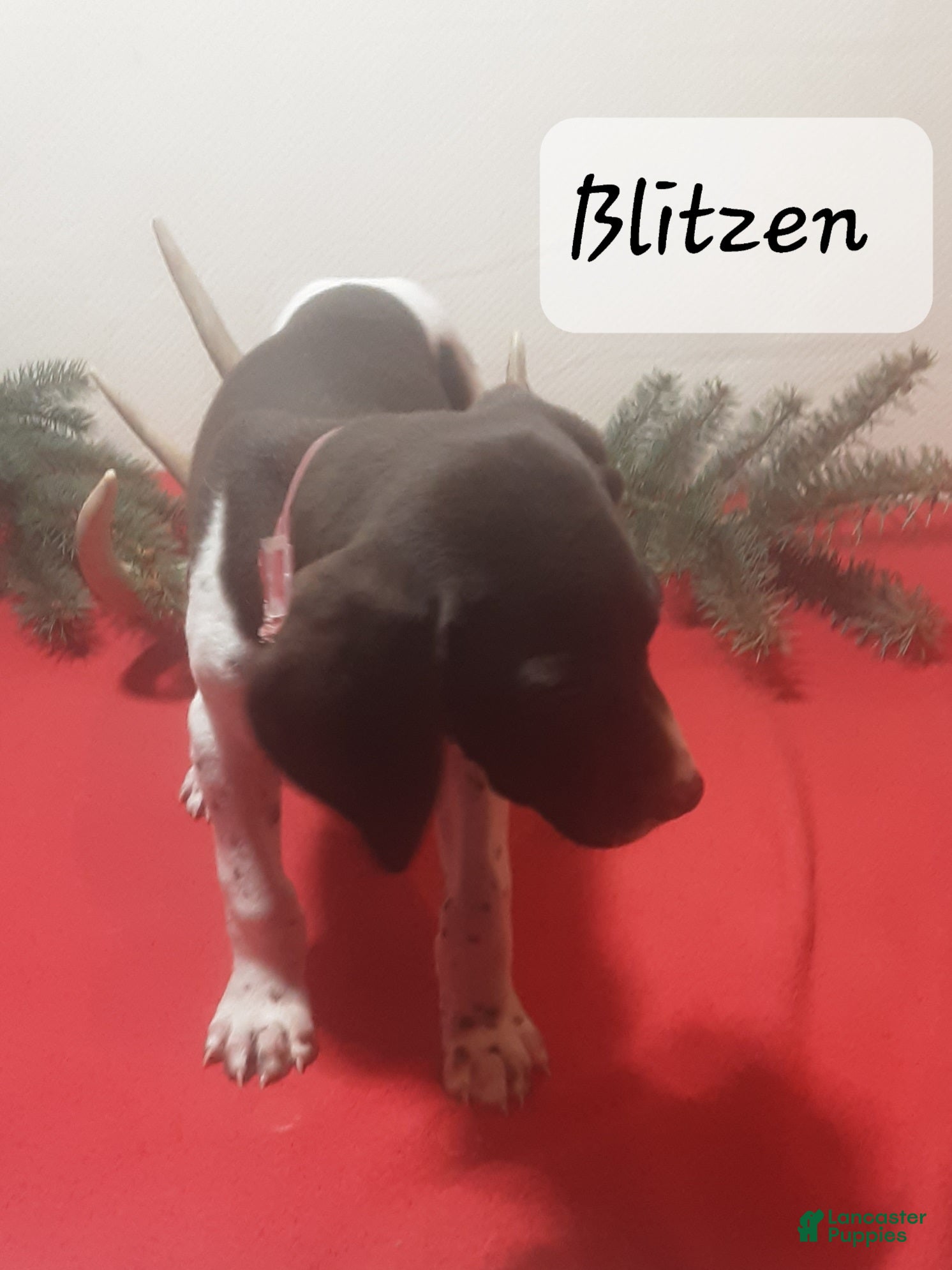 German Shorthaired Pointer dogs Blitzen - Ad 2