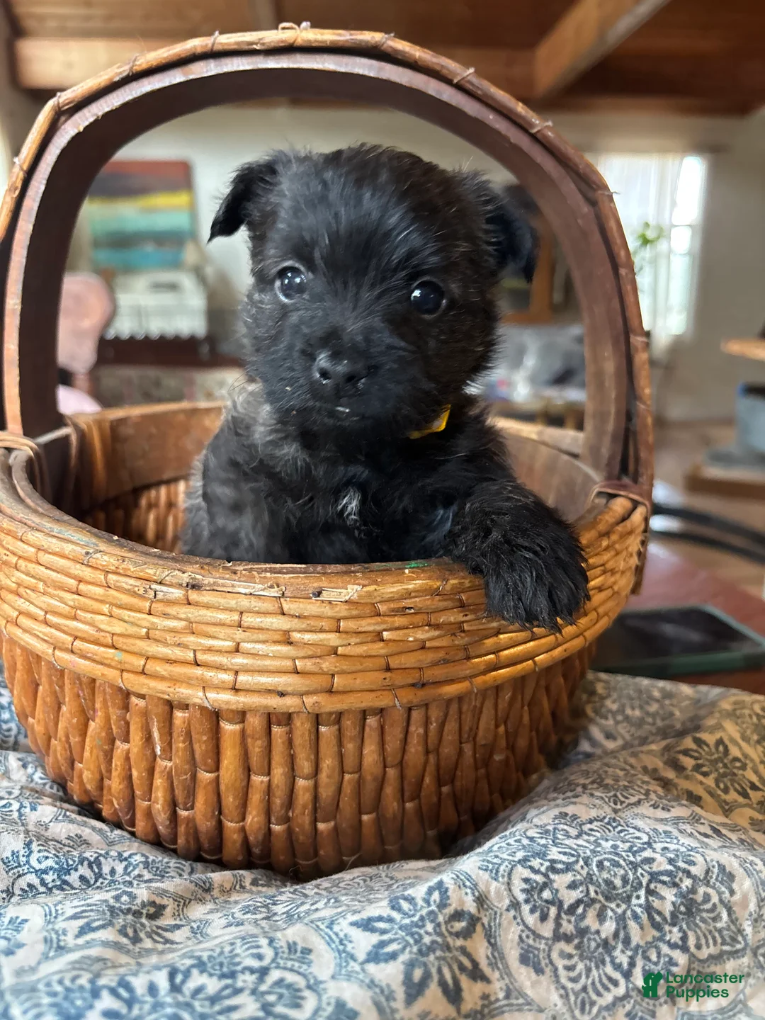 Cairn Terrier dogs for sale: Eli - Ad 1