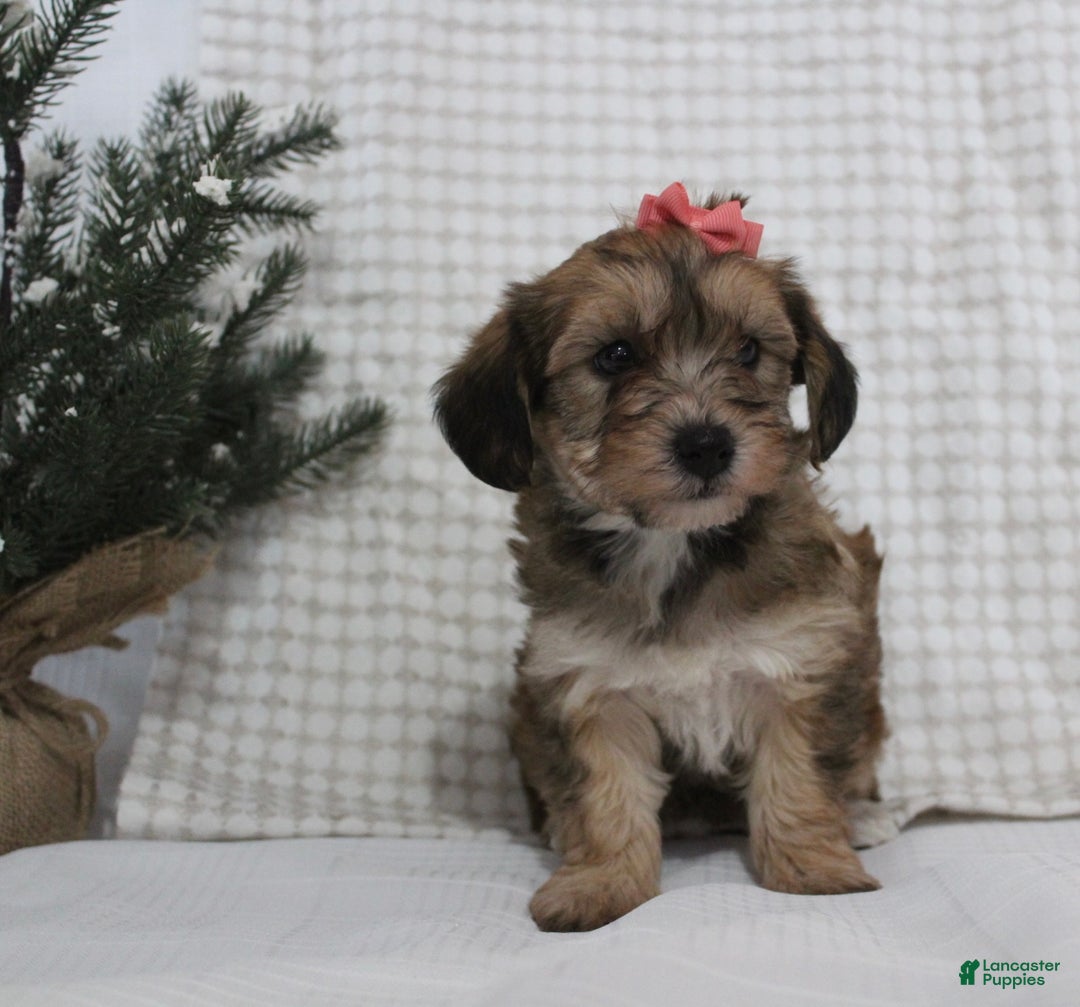 Yorkiepoo dogs for sale: Aurora - Ad 5