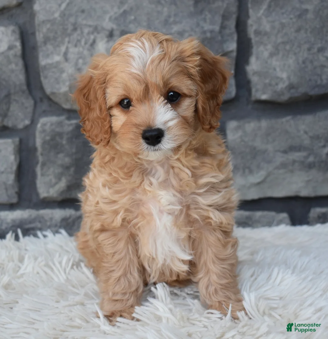 Cavapoo dogs for sale: Scooter - Ad 7