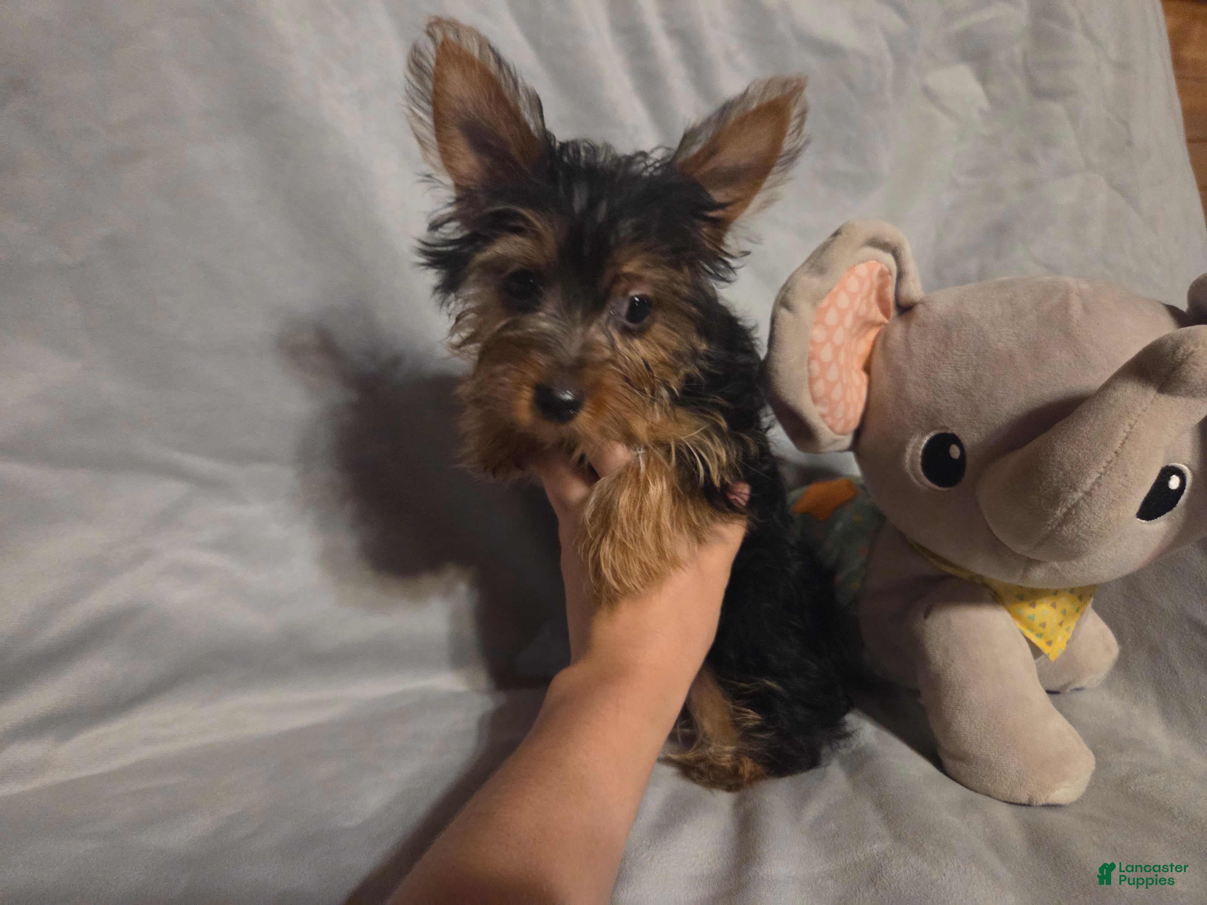 Yorkshire Terrier dogs for sale: Sherlock - Ad 1