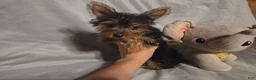 Yorkshire Terrier dogs for sale: Sherlock - Ad 1
