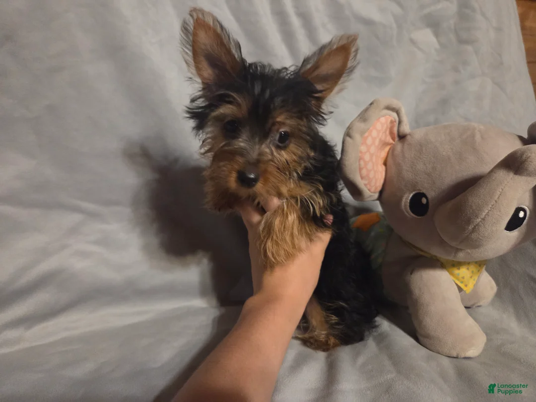 Yorkshire Terrier dogs for sale: Sherlock - Ad 1