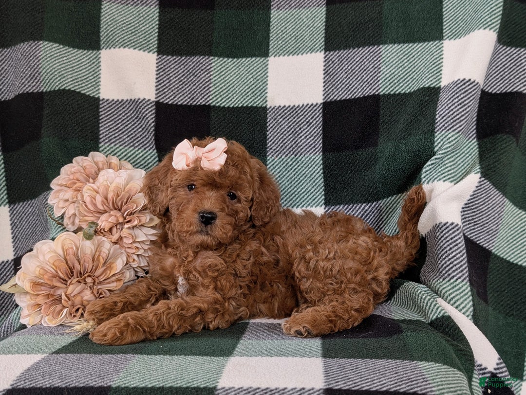 Shihpoo dogs for sale: Elsa - Ad 6