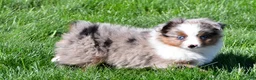 Miniature Australian Shepherd dogs for sale: Skye - Ad 7