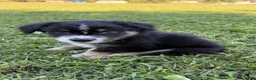 Australian Shepherd dogs for sale: Ranger - Male - Ad 6