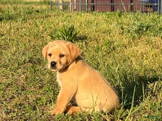 Labrador Retriever dogs for sale: Labrador Retriever Puppy 8 - Ad 4