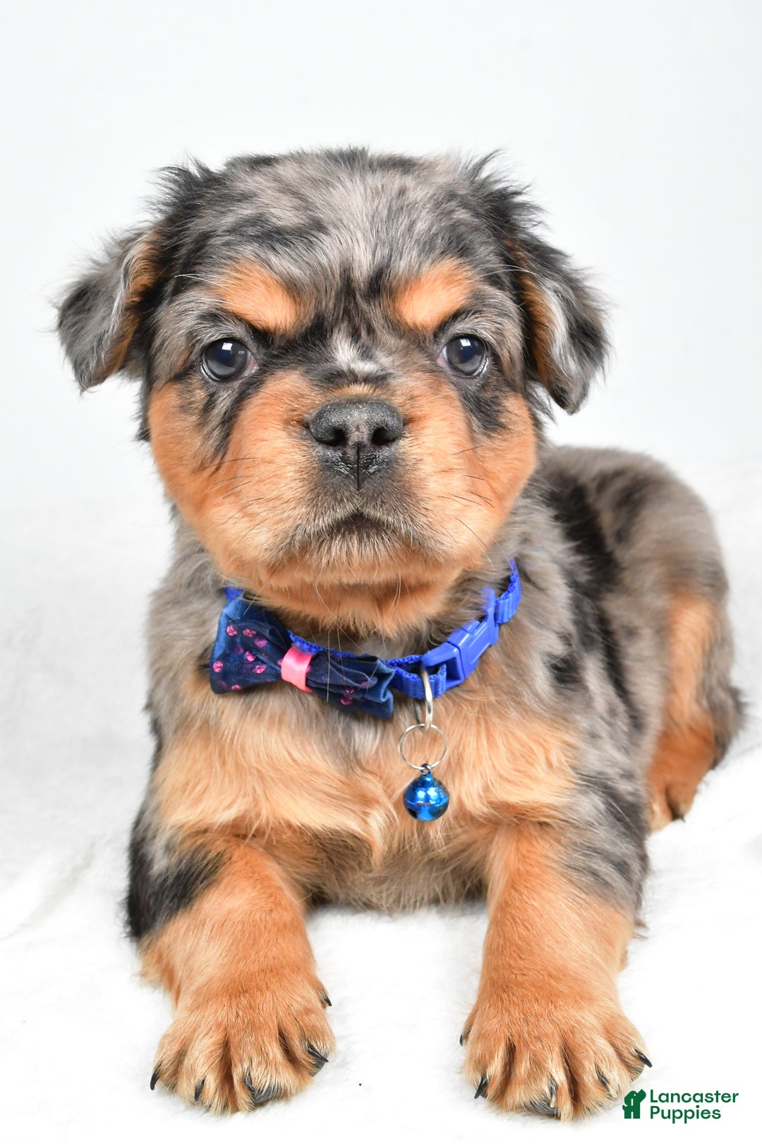 French Bulldog dogs for sale: Maxwell - Ad 2