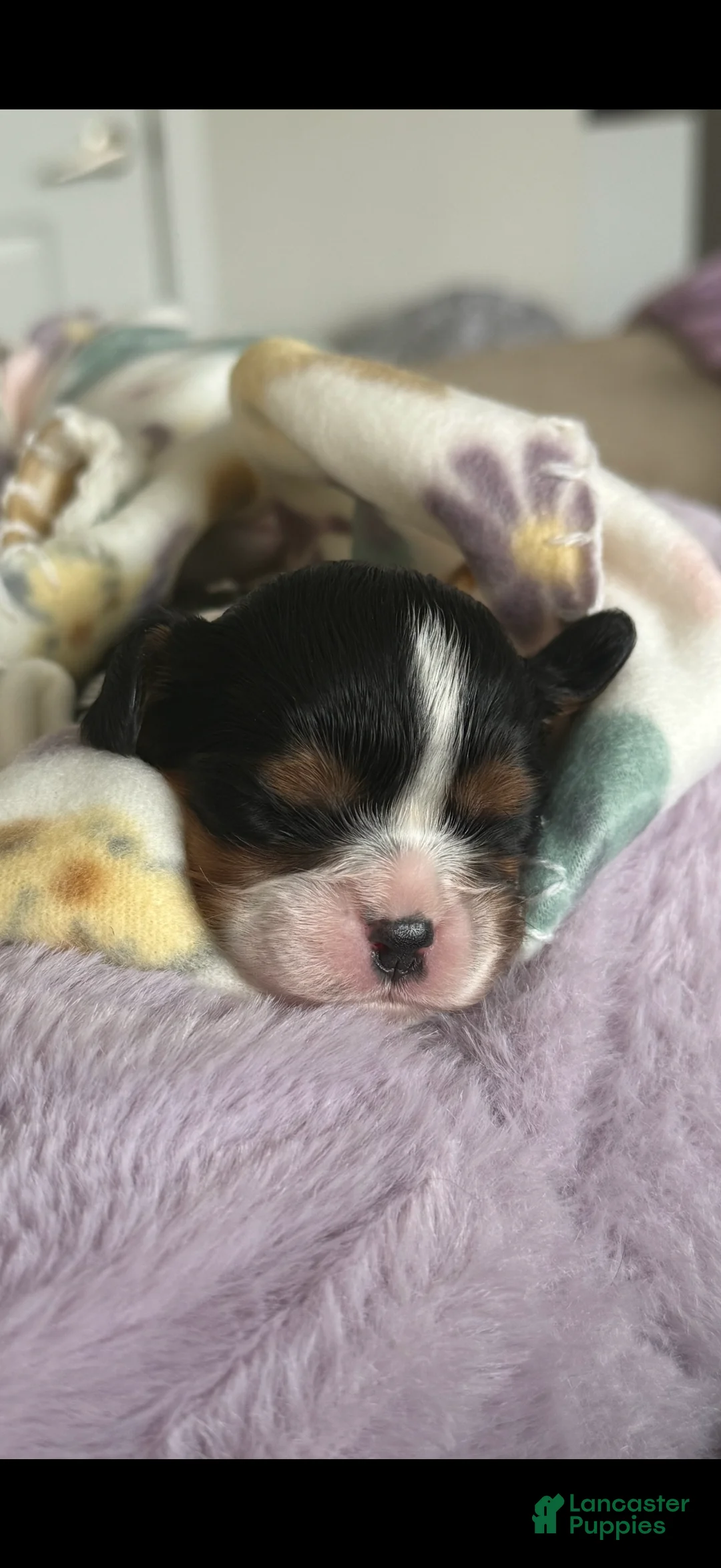 Cavalier King Charles Spaniel dogs for sale: Willow - Ad 2