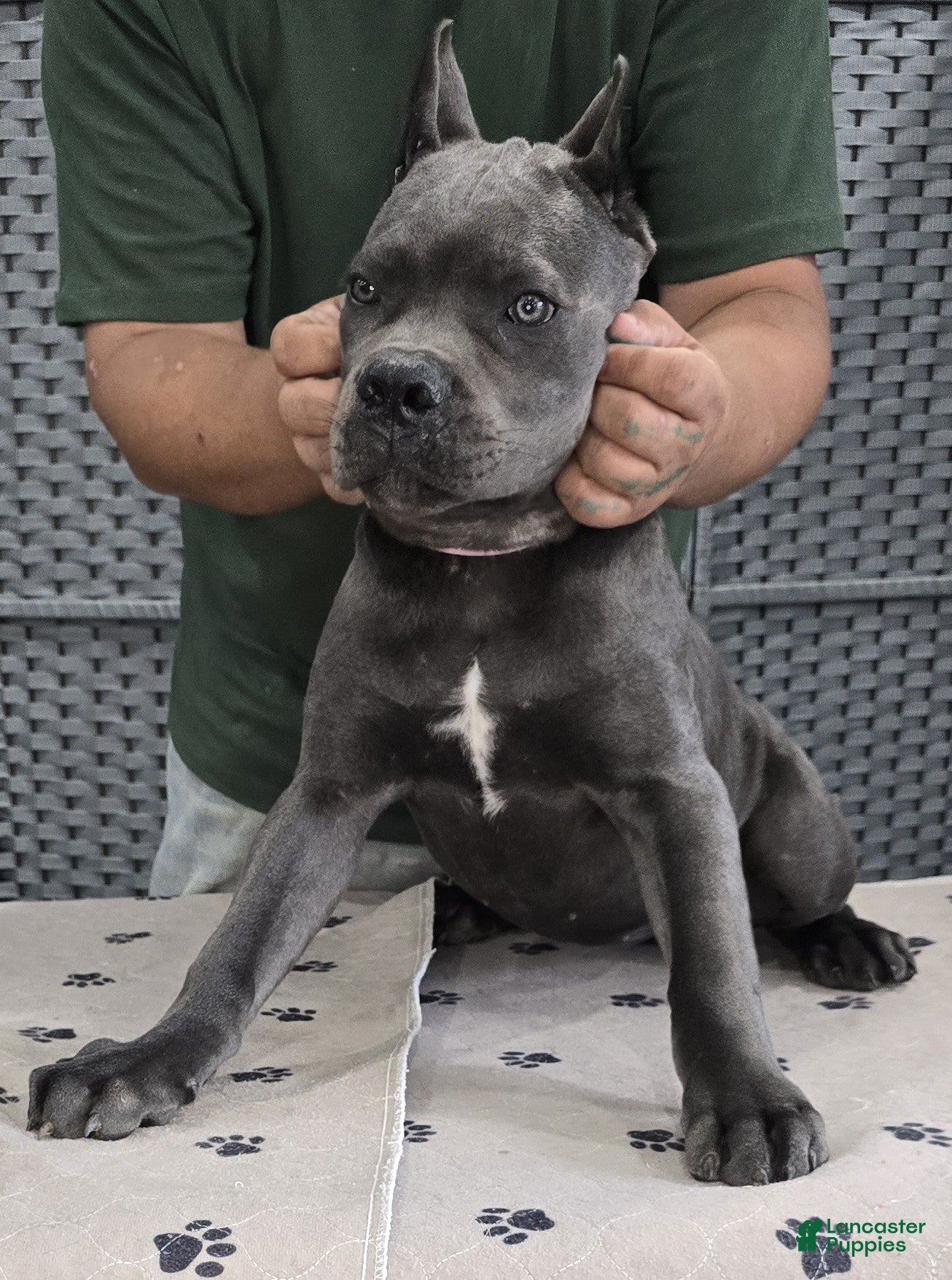 Cane Corso dogs  Light Pink Girl - Ad 2
