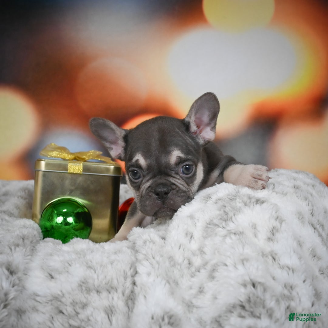 French Bulldog dogs for sale: Cameron - Ad 4