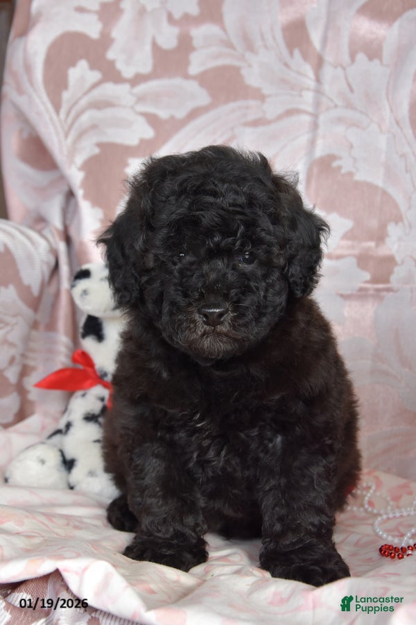 Cockapoo dogs Morris - Ad 42