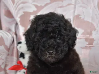 Cockapoo dogs Morris - Ad 26