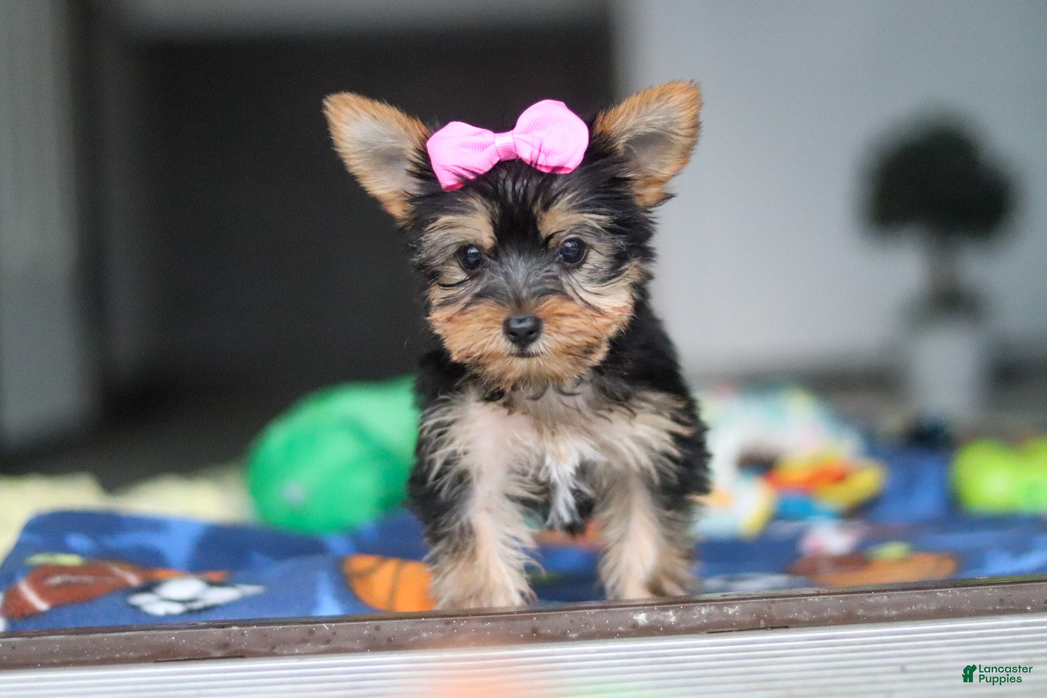 Yorkshire Terrier dogs Fiona - Ad 2