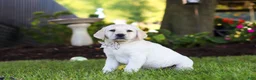 Labrador Retriever dogs for sale: Kurt - Ad 14
