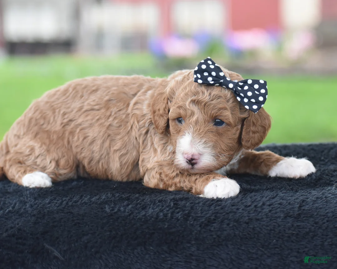 Miniature Poodle dogs for sale: Candie - Ad 2