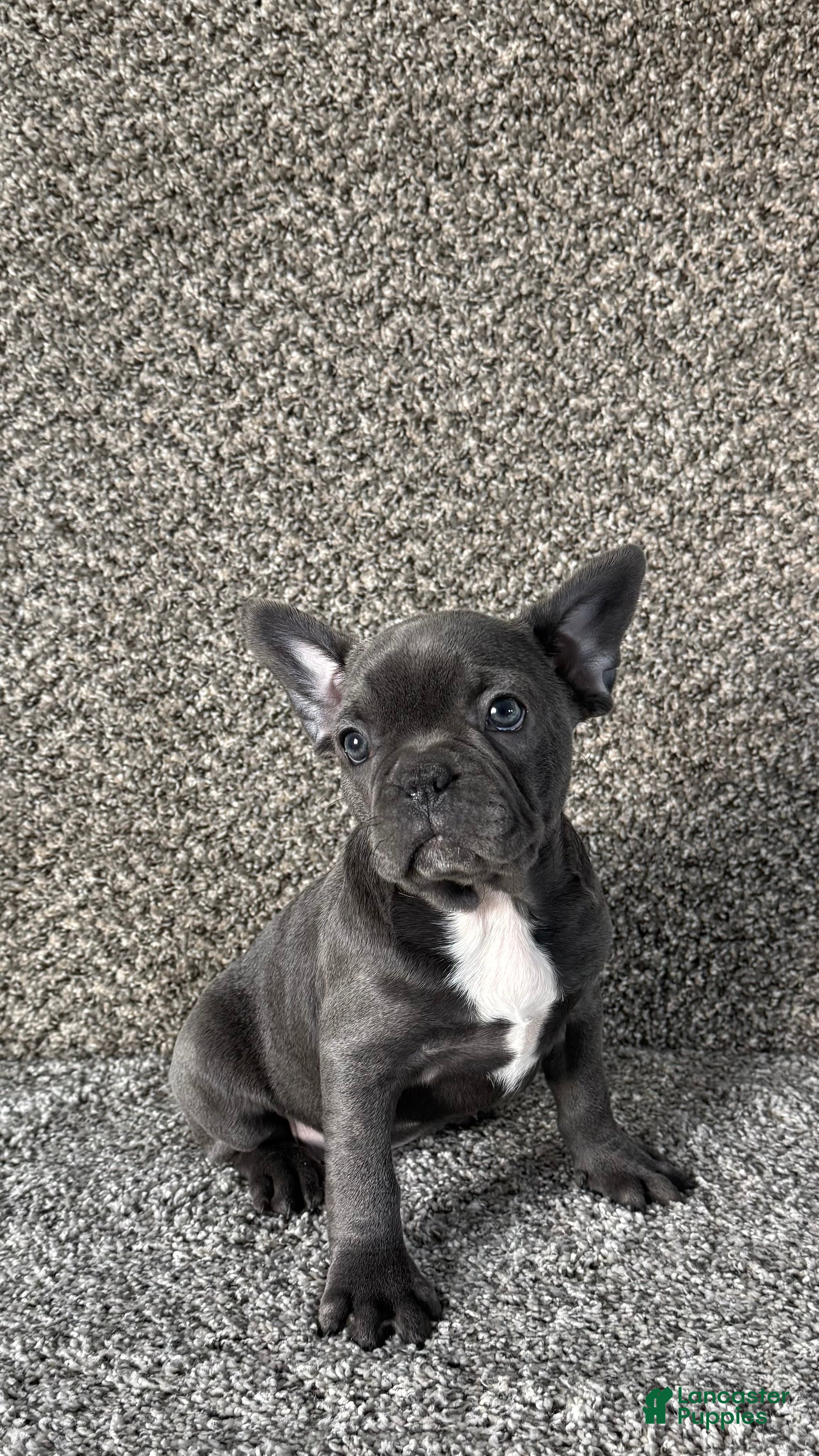 Frenchton dogs Paisley - Ad 22