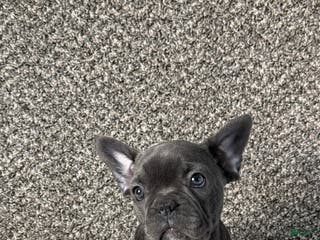 Frenchton dogs Paisley - Ad 25
