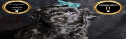 Yorkiepoo dogs for sale: Mickey Mouse - Ad 5