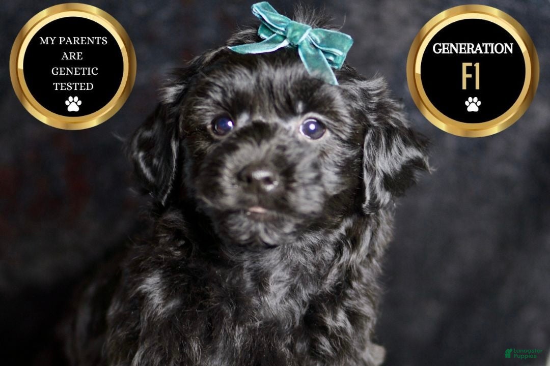 Yorkiepoo dogs for sale: Mickey Mouse - Ad 5