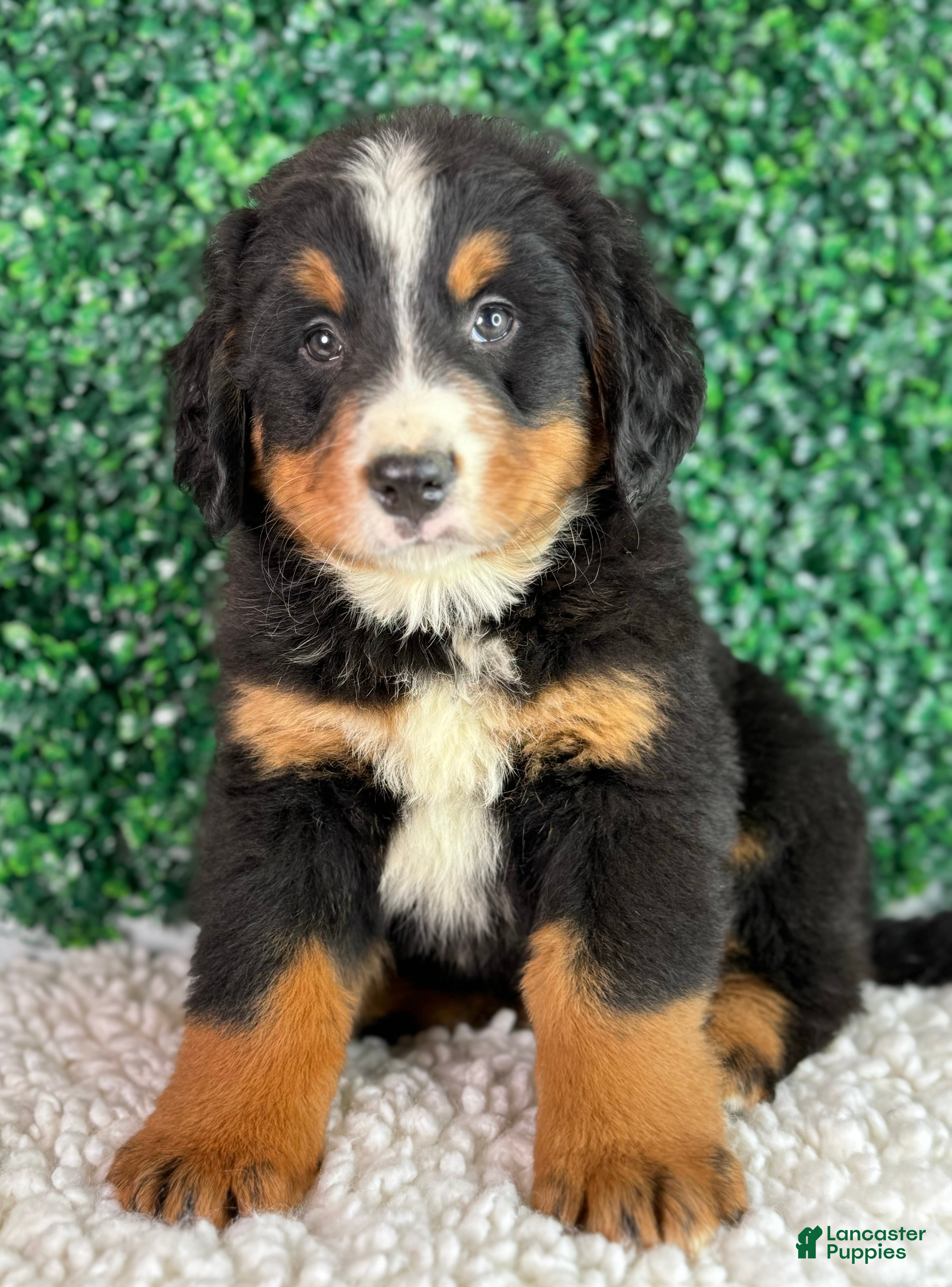 Bernese Mountain Dog dogs for sale:  Bentley  - Ad 2