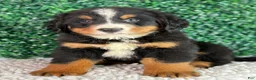 Bernese Mountain Dog dogs for sale:  Bentley  - Ad 1