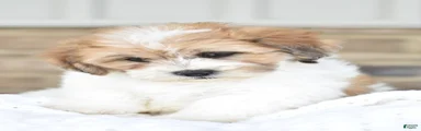 Toby