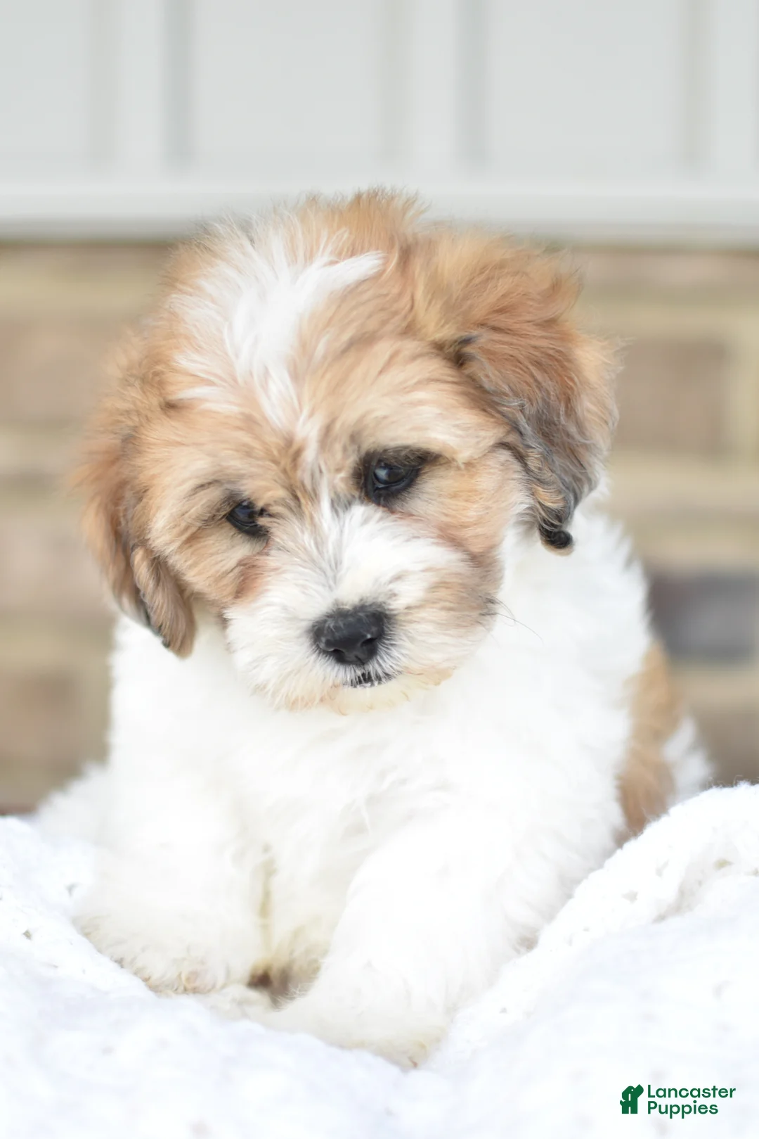 Mixed Breed dogs for sale: Toby - Ad 1