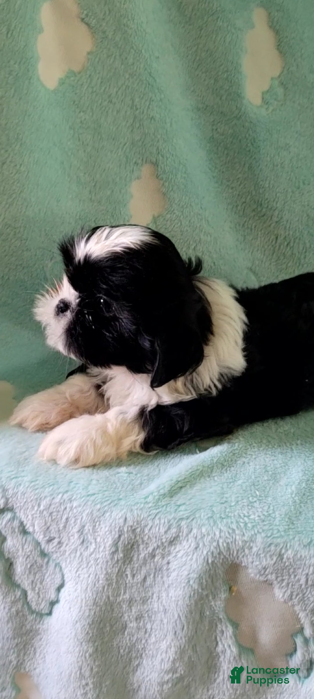 Shih Tzu dogs Oreo AKC - Ad 2