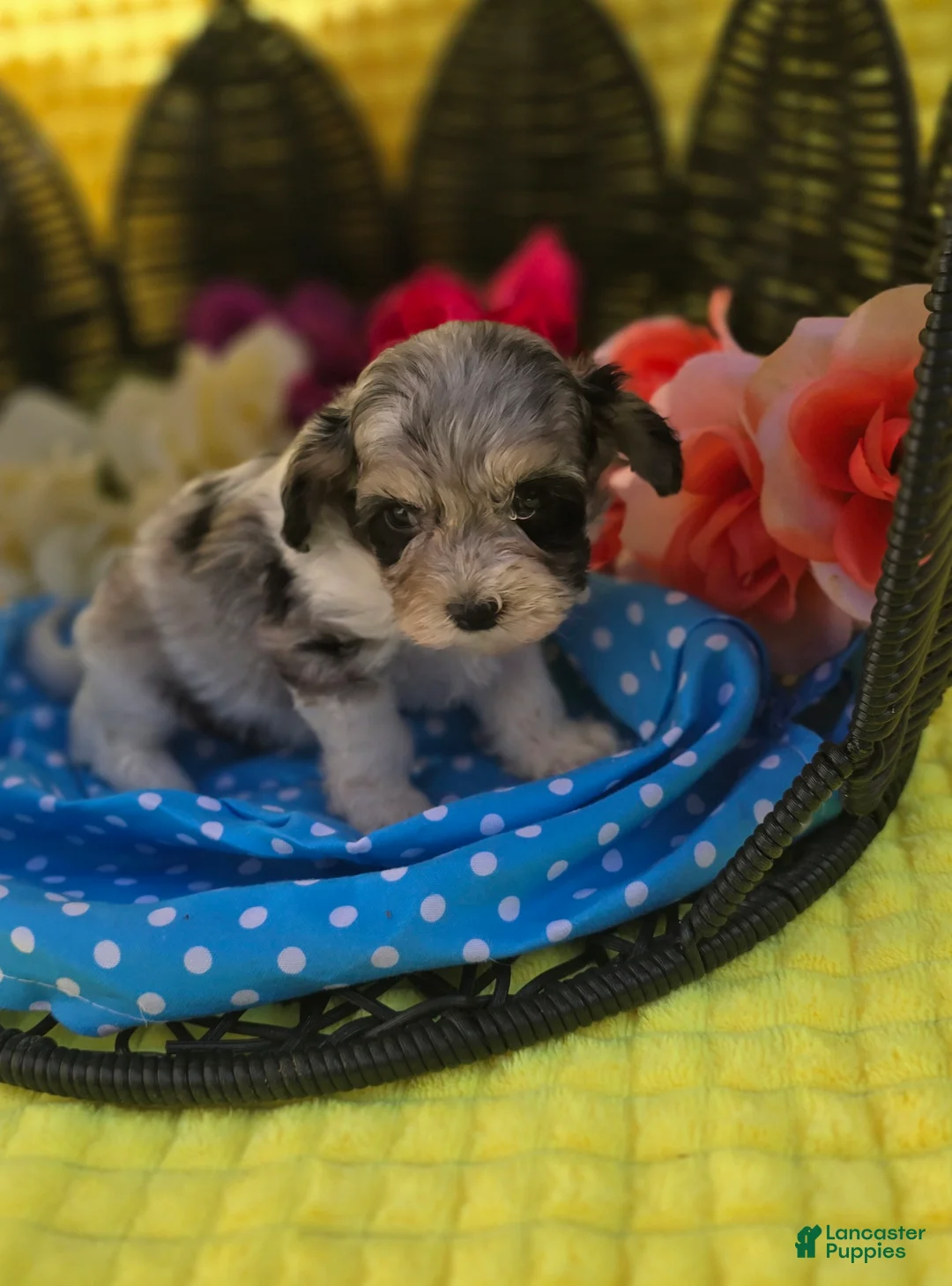 Maltipoo dogs for sale: Slate - Ad 2