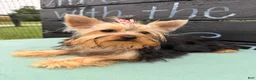 Yorkshire Terrier dogs for sale: Nicole Yorkshire Terrier  - Ad 1