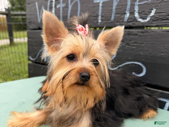 Yorkshire Terrier dogs Nicole Yorkshire Terrier - Ad 1