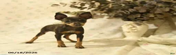 Miniature Pinscher dogs for sale: Doretta - Ad 3