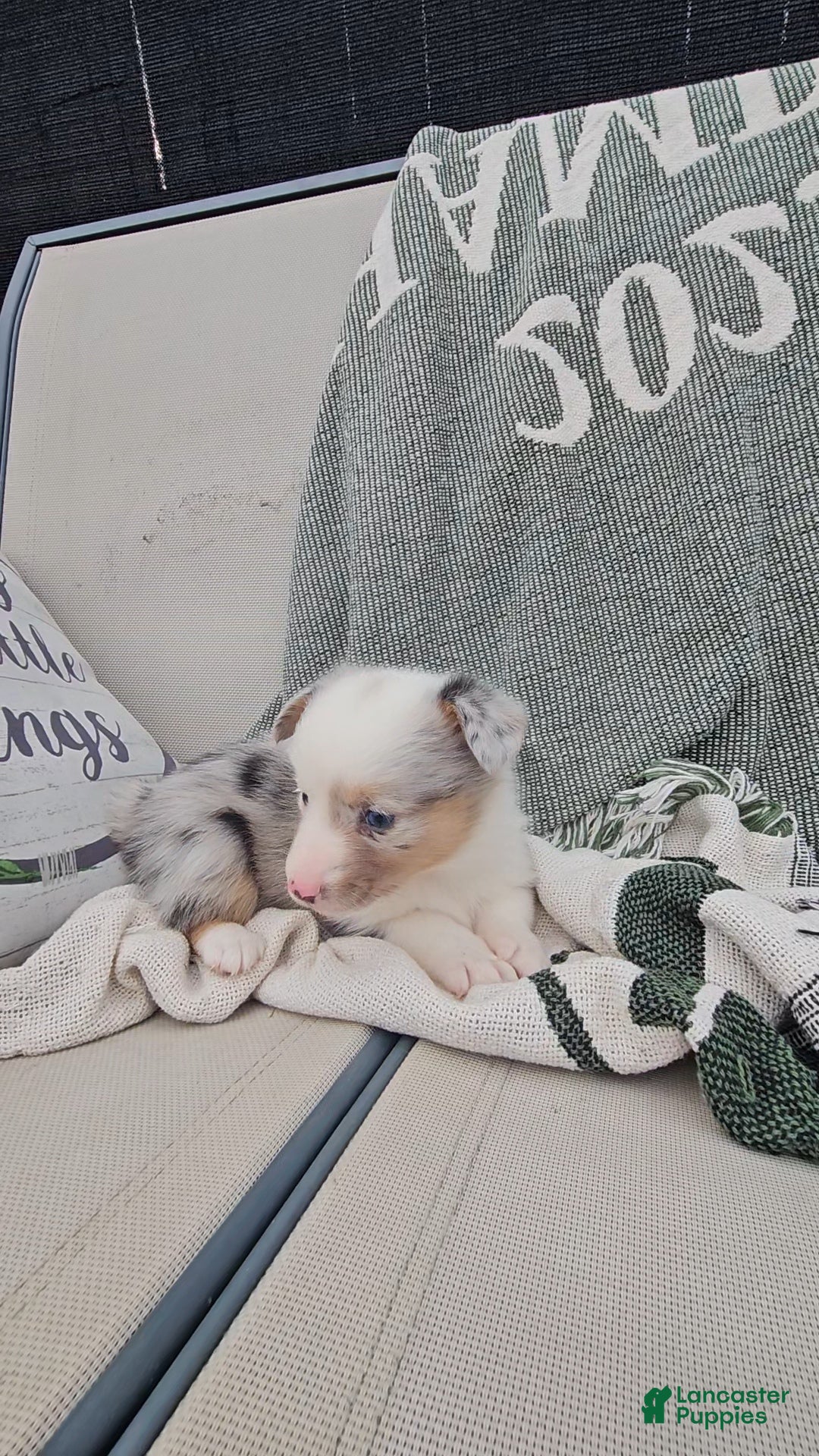 Mixed Breed dogs Reed - Ad 15