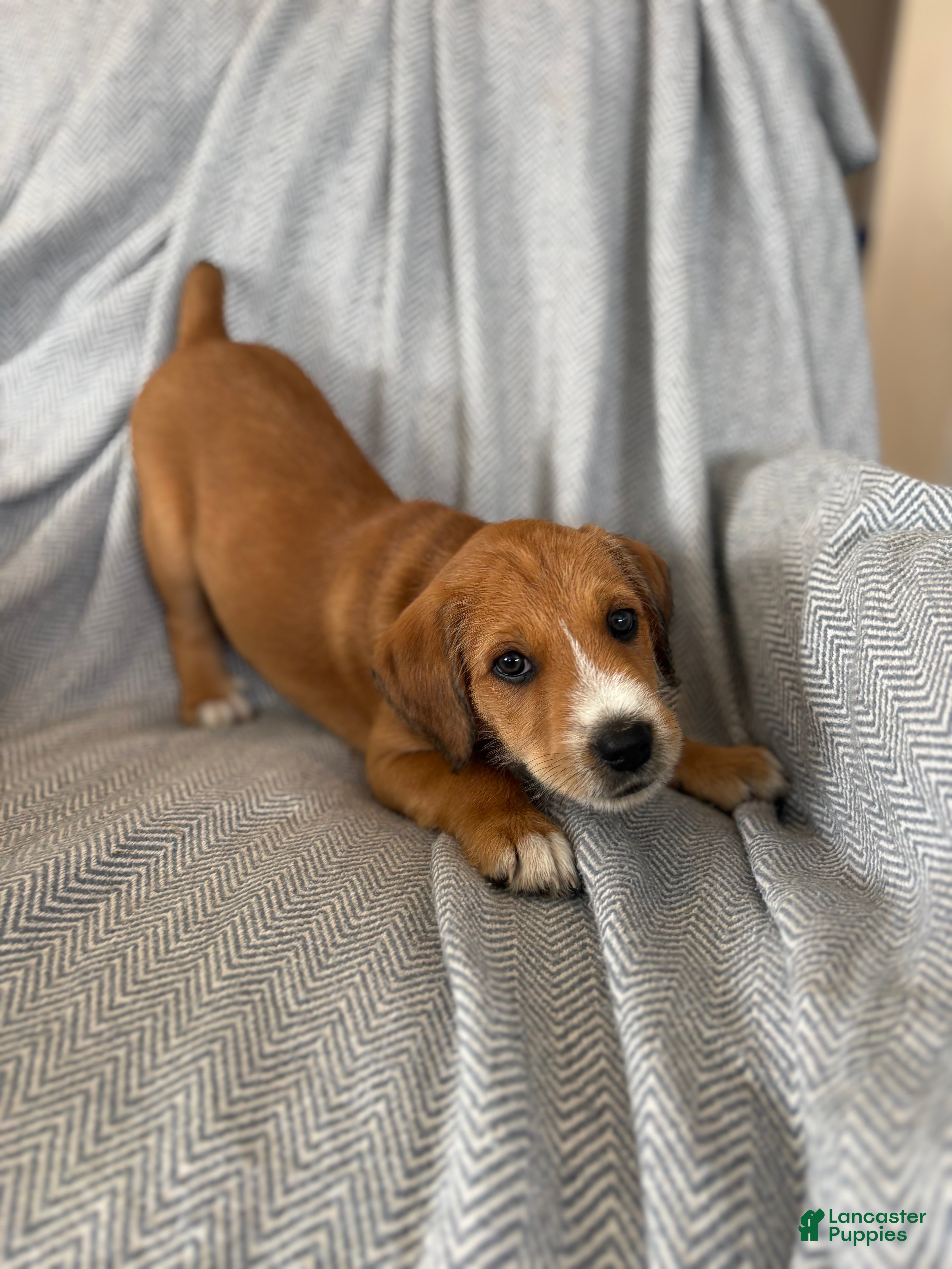 Mixed Breed dogs Akio - Ad 21