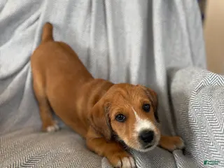 Mixed Breed dogs Akio - Ad 21