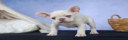 French Bulldog dogs for sale: 💕Jasmine  - Ad 15