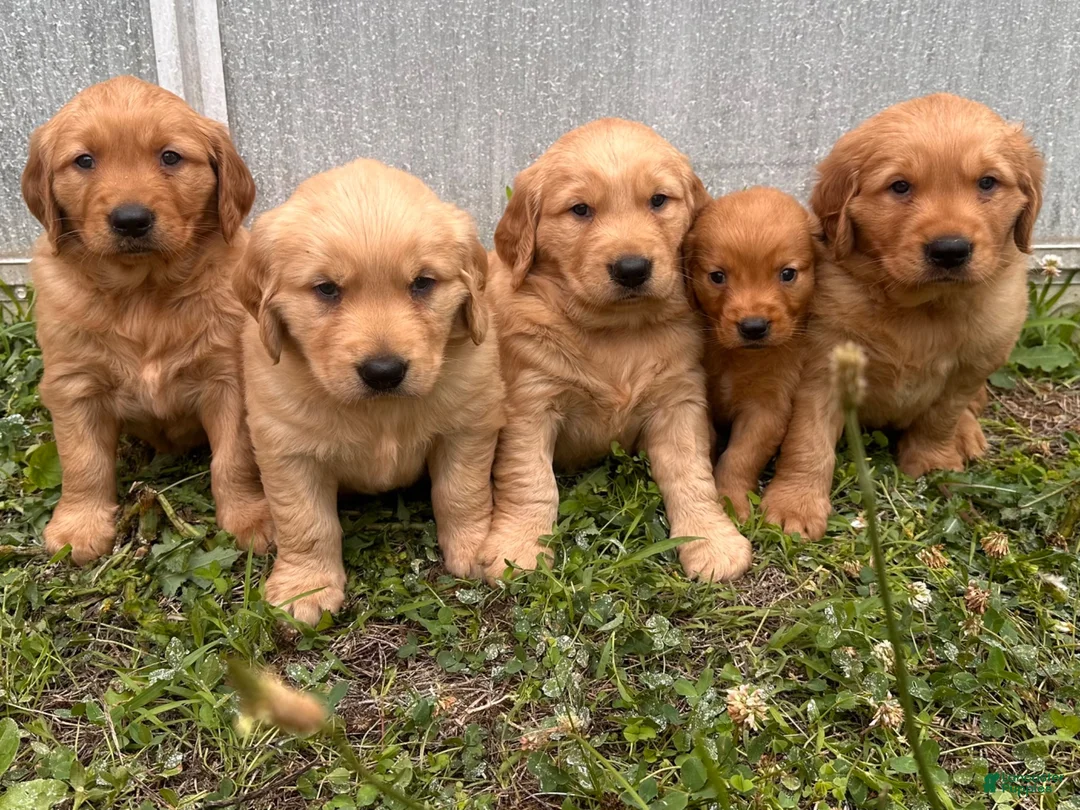 Golden Retriever dogs for sale: Golden Retriever 2 - Ad 3