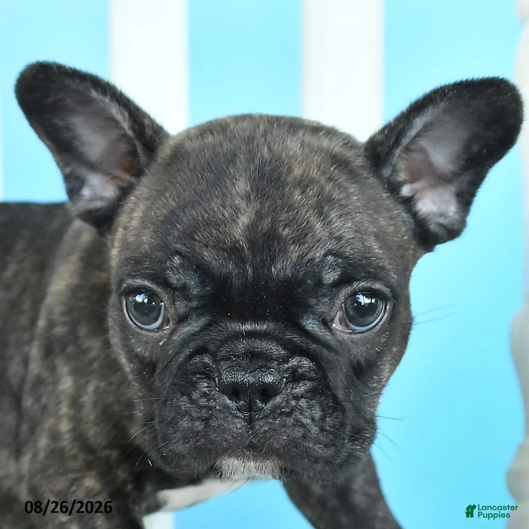 French Bulldog dogs for sale: Rosco  - Ad 2