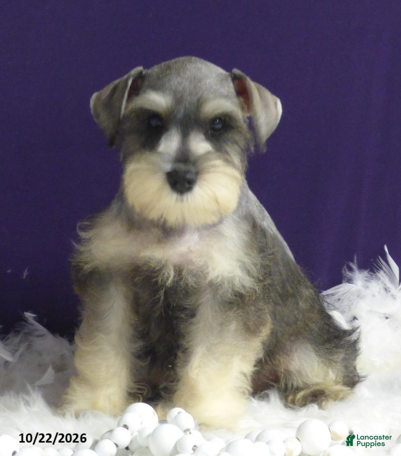 Miniature Schnauzer dogs Twinkles - Ad 1