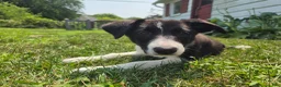 Border Collie dogs for sale: Aurora - Ad 5