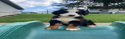 Bernese Mountain Dog dogs for sale: Callie - Ad 8