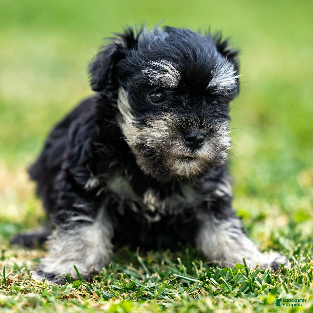 Miniature Schnauzer dogs for sale: Skye - Ad 6