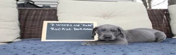 Great Dane dogs for sale: Ruckus - Ad 1